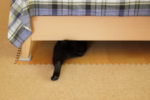 捕まっちゃったら大変なの