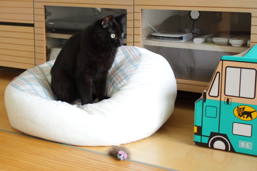 暑くないの