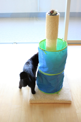 どこにも無いの