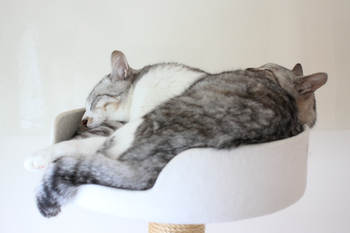 双頭の猫