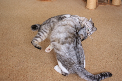 かじりつき