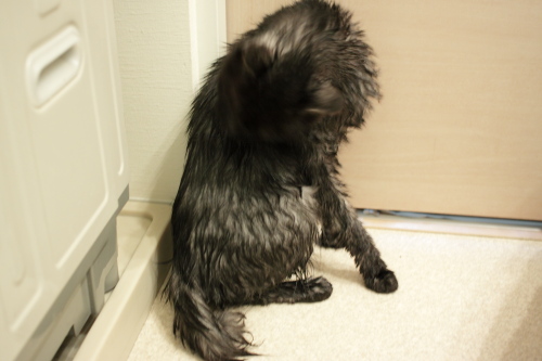 なんでこんな濡れ鼠にされるわけ?