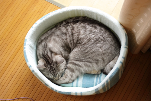 しかたなく