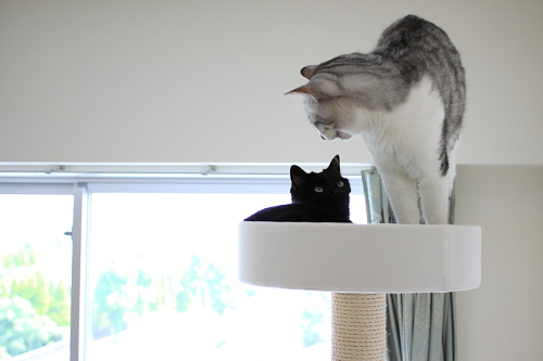 猫ベッド?