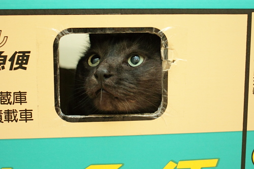 運転手は僕だ♪