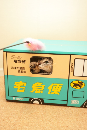 あたしが、あたしが、