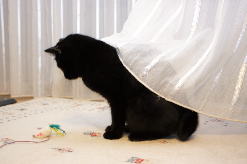 がっかりなの