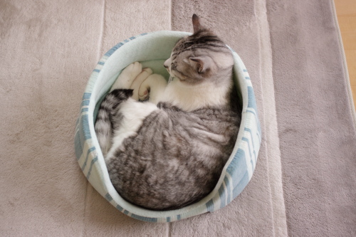 このベッドそんなに小さくないよ