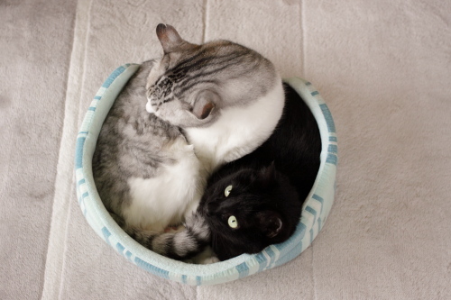 ぎゅうぎゅう