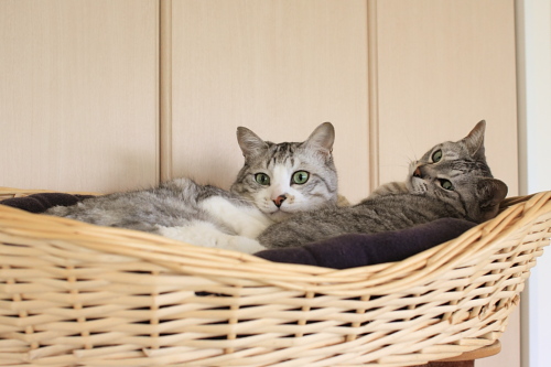 今日はなあに?