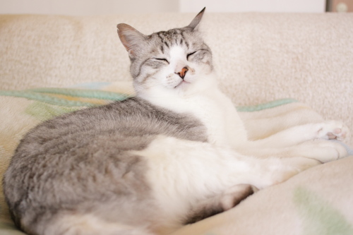 眠いんだけど