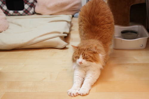 のび~~~~っ 寝起きの琥珀
