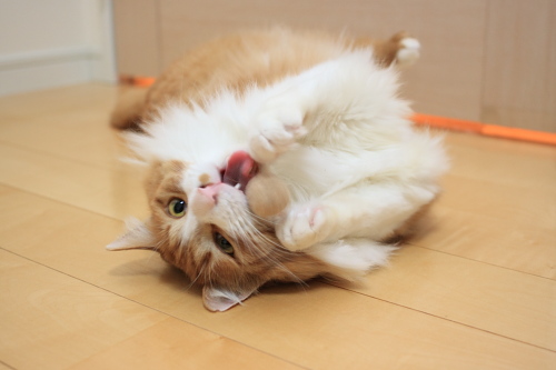 うひょよ 毛玉ボールを両手でもって転がりながらなめる琥珀
