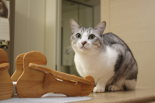 トッピングのささみだけでもOK♪ うまうまを期待して目を輝かせるお坊ちゃん