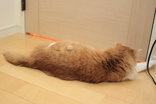 やれやれだぞ 脇腹に毛玉ボールを乗せたままくつろぐ琥珀