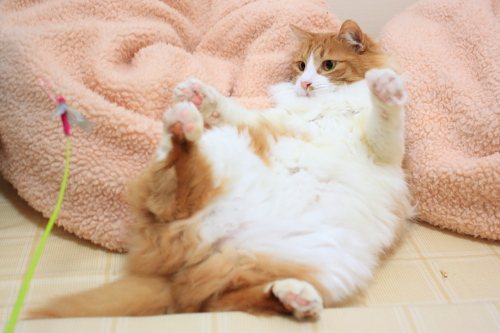 どーんと来るんだぞ! クッションに寄りかかってちょうちょさんを待ち構える琥珀
