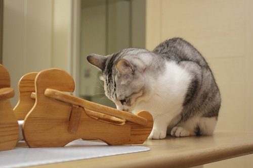 お皿すら無い ご飯台をのぞきこむお坊ちゃん