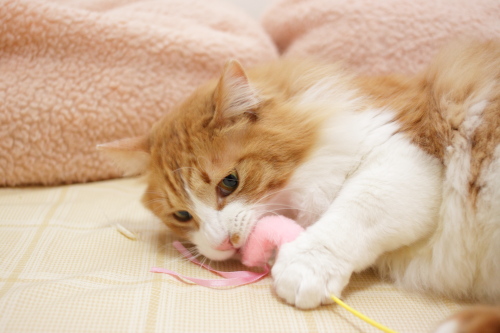 しょうがないから相手をしてやるぞ じゃらしにかじりつく琥珀