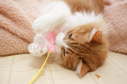 がぶがぶ ひっくり返ってがぶる琥珀
