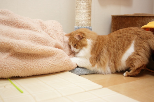 俺が思うにだな、 考える琥珀