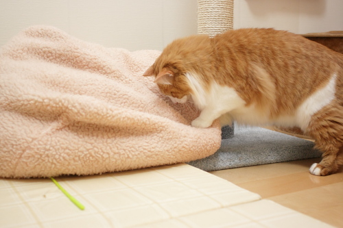 ここだ! シュウマイベッドの上をのぞき込む琥珀