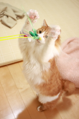 いっぺんに捕まえるぞ~ じゃらしめがけて万歳ポーズの琥珀