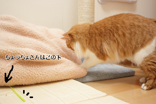 どこに行った? ちょうちょさんを見失った琥珀