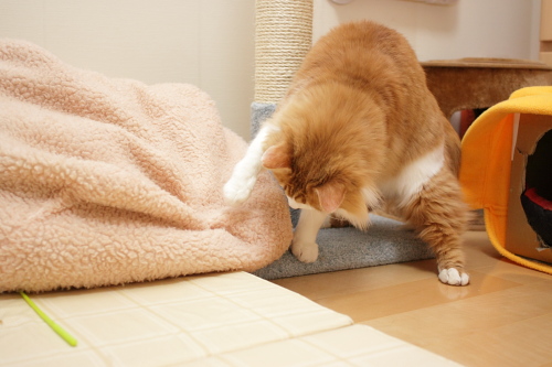 こっちか? シュウマイベッドの下をのぞき込む琥珀