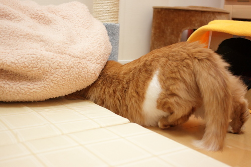 どこにいるんだ? シュウマイベッドの下にもぐり込む琥珀