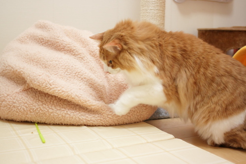 あれはたしか・・・ やっとじゃらしの棒に気がついたらしい琥珀