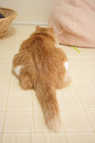 ふぅ、やれやれ なぜか棒を目の前にして一休みの琥珀