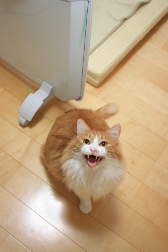 じれったいんだぞ 催促する琥珀