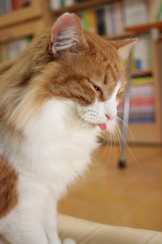 べー べろんちょ琥珀