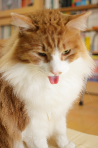 あっかんべ~ あっかんべーな琥珀