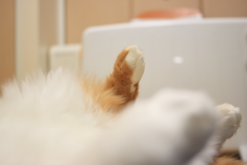 失敗写真だぞ へそ天になった琥珀の足