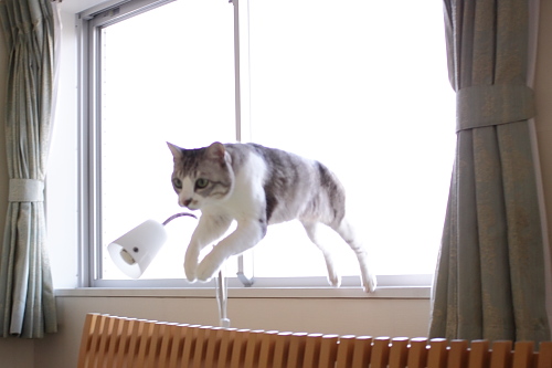 とうっ なんとなく飛び出して見えるお坊ちゃん