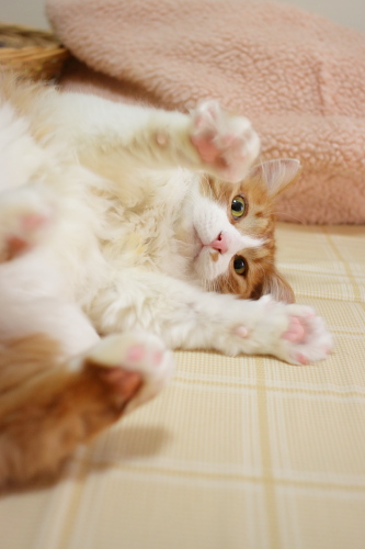仕方ないな ばんざい琥珀