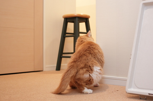 襲いかかってこないか? こわごわとのぞく琥珀
