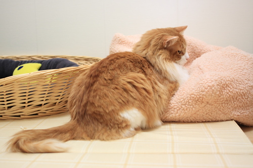 失敗はしてないぞ ふてくされる琥珀