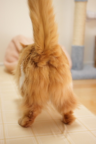 やめるんだぞ! 尻尾を持ち上げた、琥珀の後ろ姿