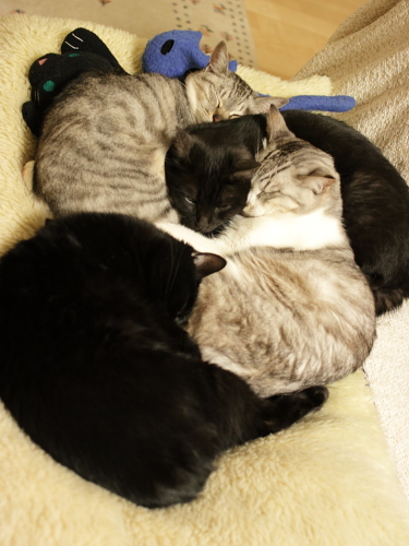 縞縞黒黒＋青猫さん＋黒猫さん
