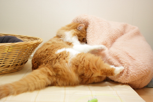 うぉ~っ ごねる琥珀
