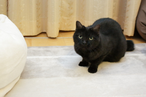 脇役だからね とぼける小僧