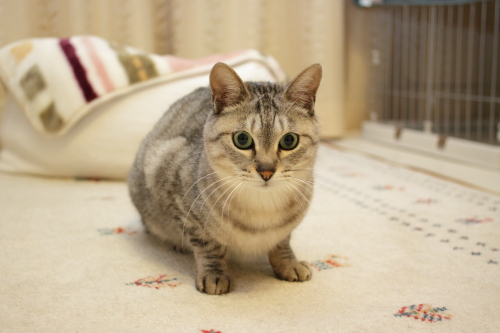 いつの間に? とぼけ顔のお嬢さん