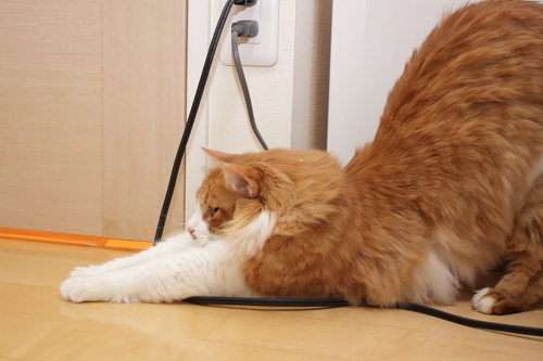 くぅ~っ のびをする琥珀