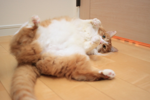 ででーん みごとに開いた琥珀