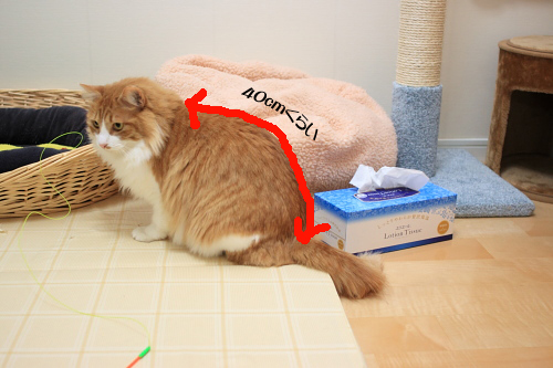 短くないか? 琥珀は40cm