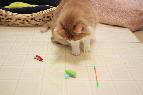 これで遊んでいいのか? みどりのとんぼさんを確認する琥珀