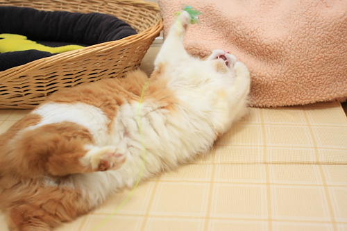 やった~♪ みどりのとんぼさんと遊ぶ琥珀