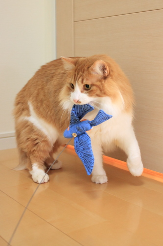 捕まえたぞ♪ ワイルドに青い鳥さんをくわえた琥珀